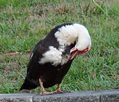 [Front view of a female with her head bent down as she picks at the feather on her stomach. Her bill is open and part of her lower bill is completely hidden by her feathers.]